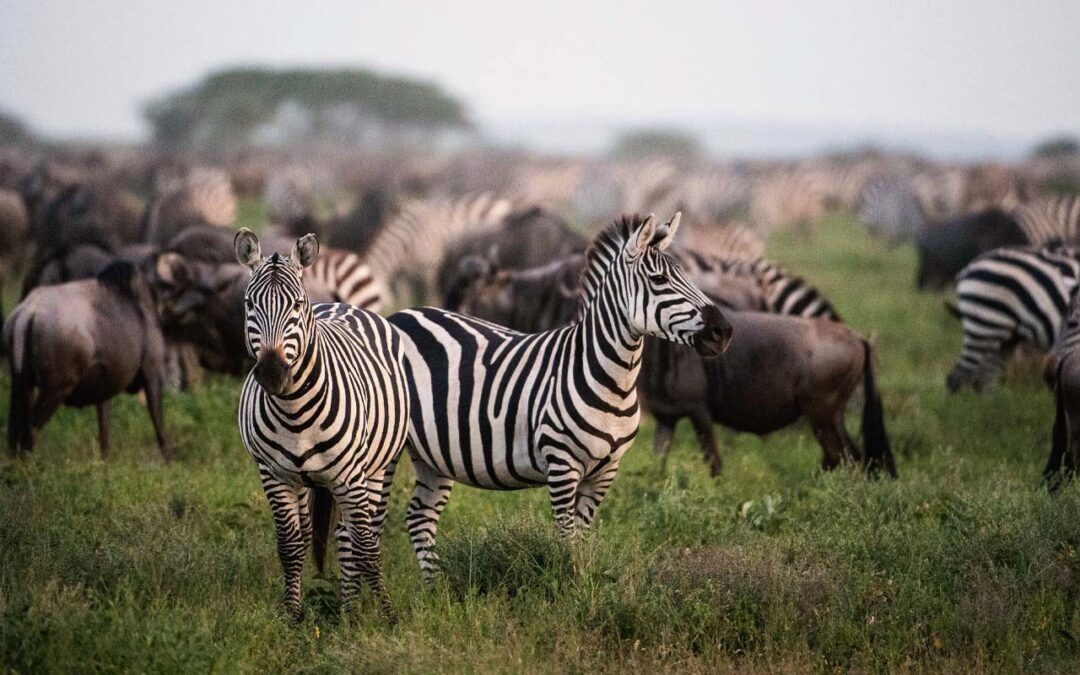Tanzania Safaris