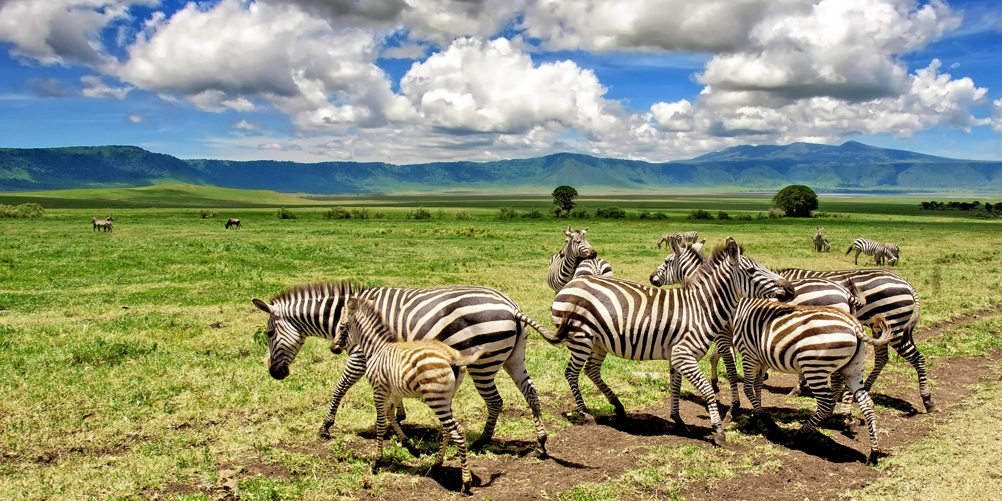 Tanzania Safaris